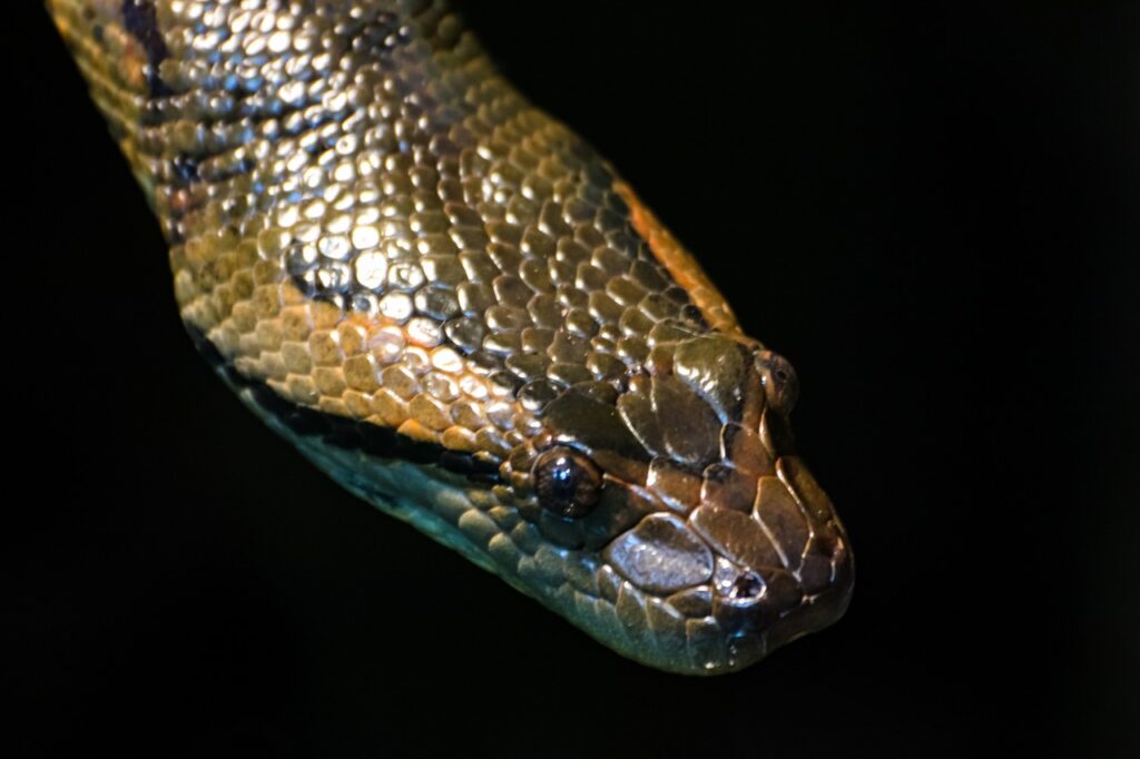 python, line, reptile-4412925.jpg